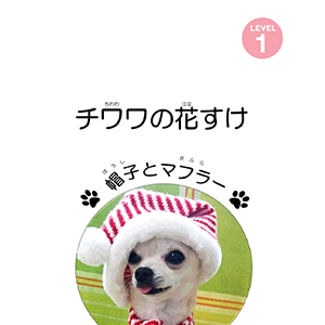Chihuahua Hanasuke