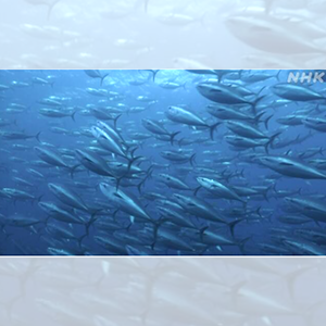 ဂျပန်နိုင်ငံတွင်ဖမ်းယူနိုင်သော (Atlantic bluefin) တူနာငါး အရေအတွက်သည် လာမည့်နှစ်တွင် တန်ချိန် ၁၂၀၀ တိုးလာမည်