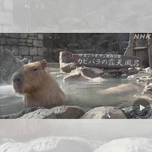 ရေဘယ်လောက်ကြာကြာစိမ်နိုင်လဲ Capybara က ယှဥ်ပြိုင်