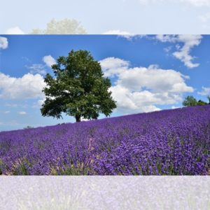 "Horomitoge Lavender Garden"