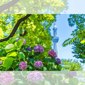 မိုးရာသီတွင် ထင်ရှားသော ပန်းပွင့် "Hydrangea" ၏ ထင်ရှားသော နေရာငါးခု
