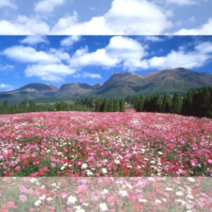 Oita စီရင်စု Taketa City ရှိ "Kuju Flower Park" သည် တစ်နှစ်ပတ်လုံး ပန်းများစွာကို မြင်တွေ့နိုင်